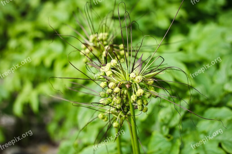 United Sea The Sea Wildflower Nature Green