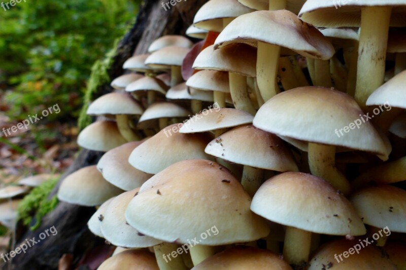 Mushrooms Forest Tree Mushroom Nature