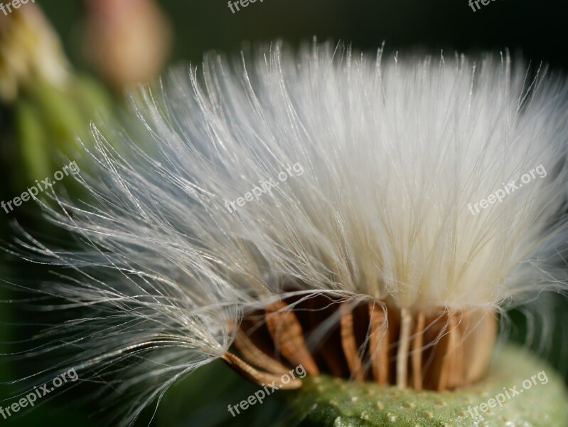 Dandelion Plant Nature Seeds Free Photos