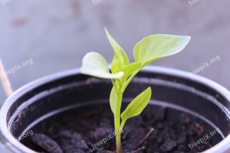 Seeds Outdoor Pepper Plants Green