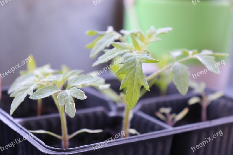 Seeds Outdoor Tomatoes Plants Green