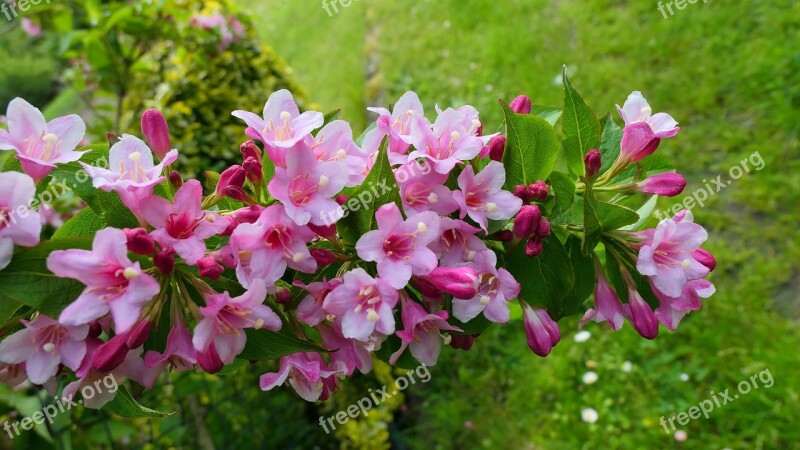 Krzewuszka Bush Flowers Nature Spring