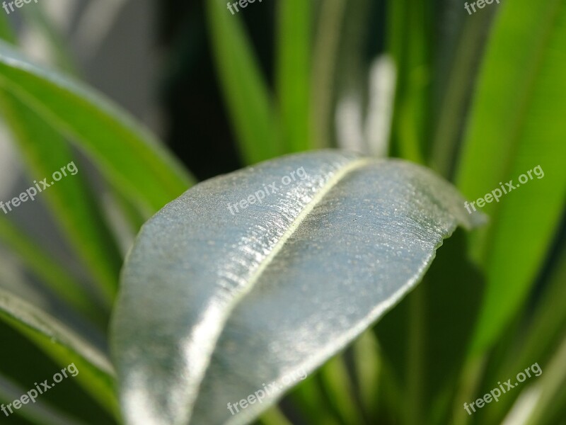 Green Nature Leaf Free Photos