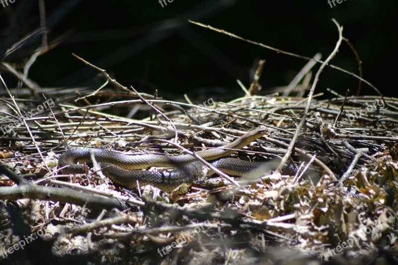 Snake Reptile Wild Nature Free Photos