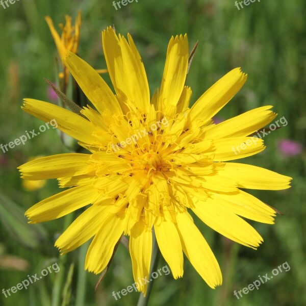 Had Salsify Tragopogon Yellow Blossom Bloom