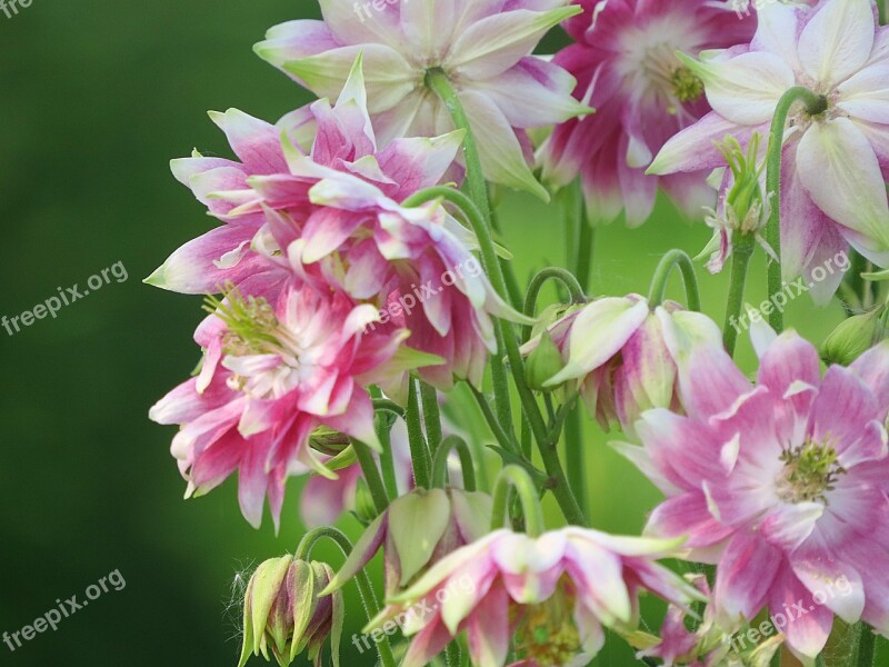 Flowers Garden Columbine Plant Free Photos