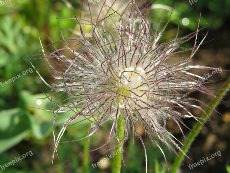 Seeds Plant Garden Cuddly Dew