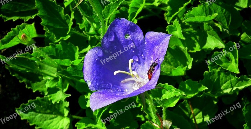 Rozwar Flower Blue Closeup Nature