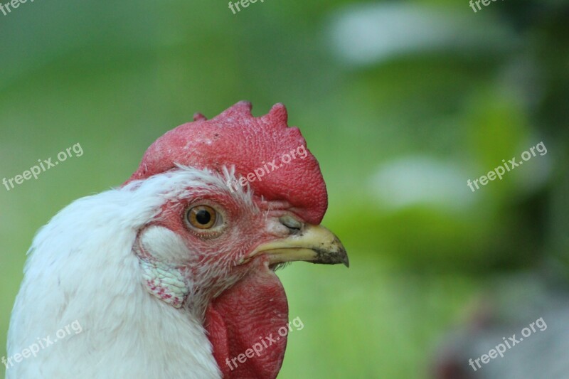 Chicken Hen Poultry Free Range Animal