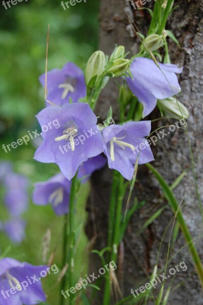 Flower Bellflower Violet Purple Blue