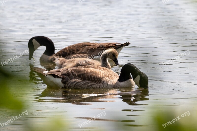 Geese Canada Geese Nature Animals Goose