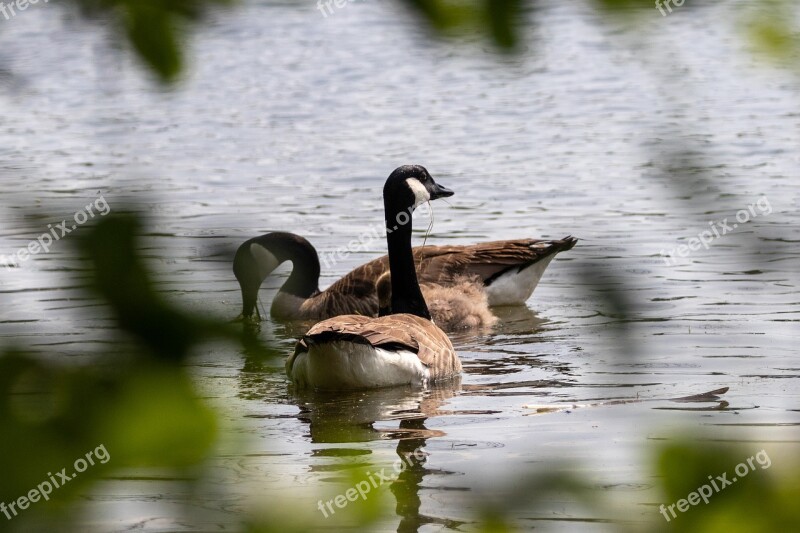 Geese Canada Geese Nature Animals Goose