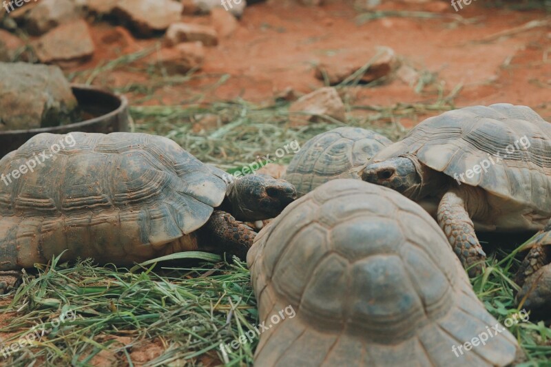 Turtles Zoo Animals Shell Heads