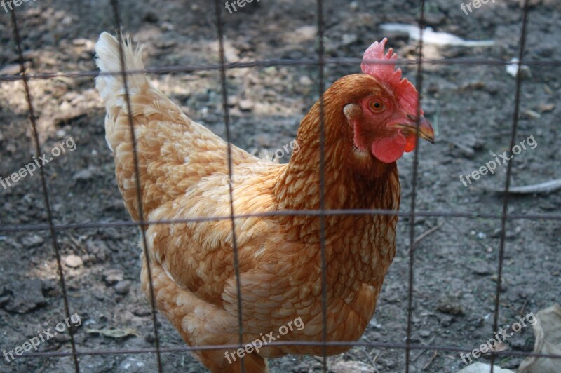 Hen Chicken Animal Poultry Bird