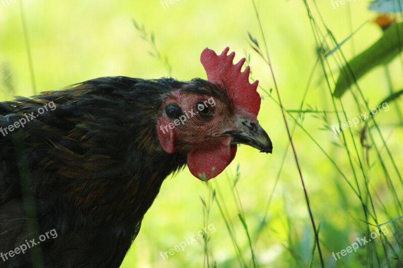 Chicken Nature Animal Poultry Bird