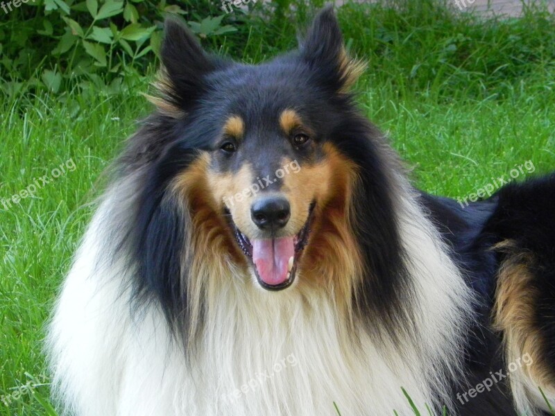 Collie Dog Purebred Dog Animal Cute