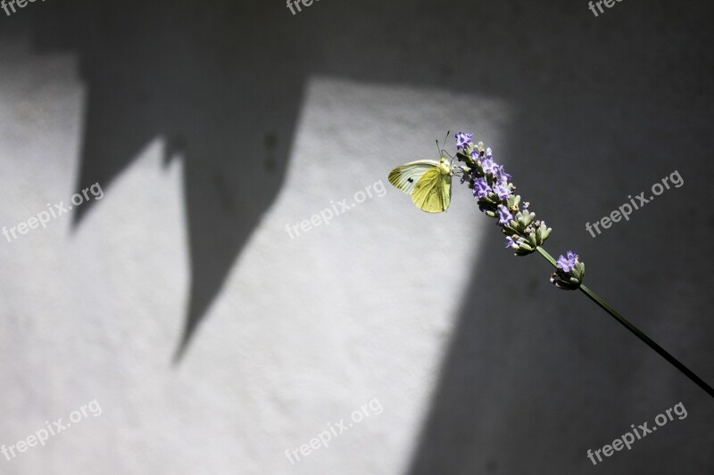 Butterfly Yellow Flower Insect Nature