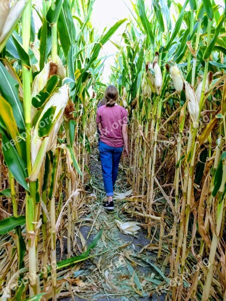 Corn Maze Corn Harvest Maze Cornfield Stalk