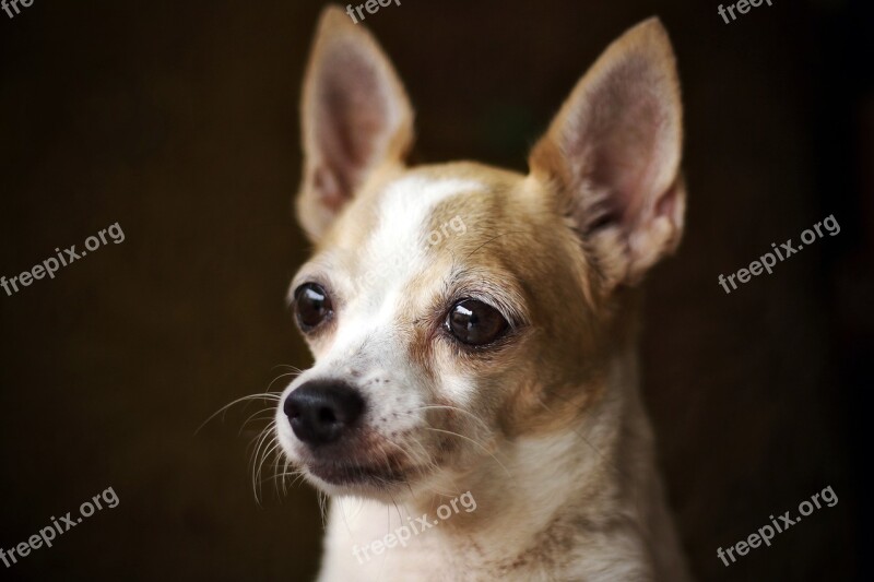 Chihuahua Dog Little Puppy Cute