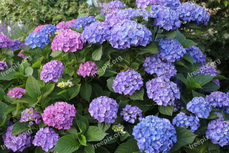 Garden Flora Bloom Hydrangea Flower Hydrangeas