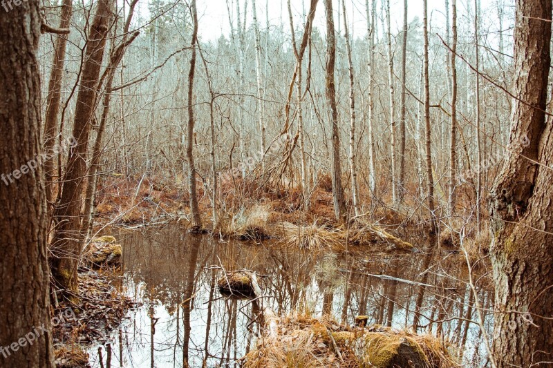 Forest Swamp Nature Lake Autumn