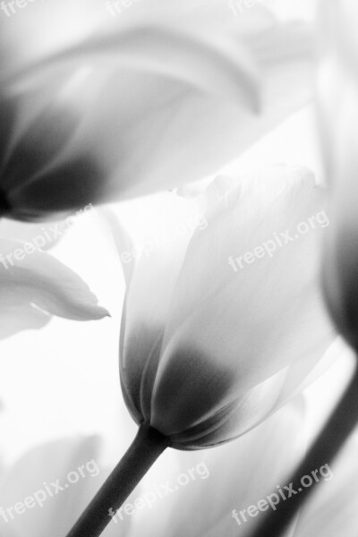 Flowers Tulips Black And White Spring Nature