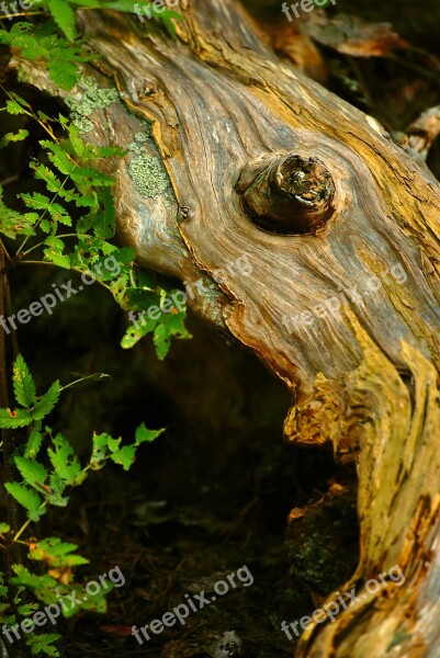 Bark Wood Stump Nature Forest