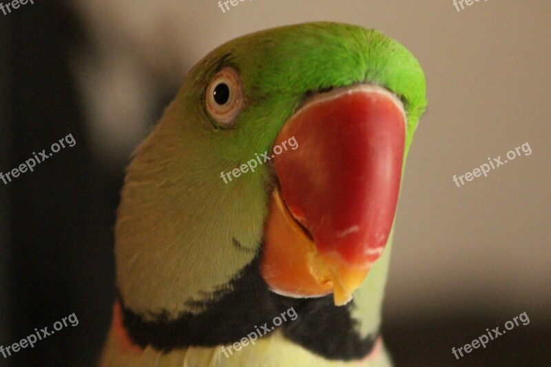 Parrot Bird Green Bird Green Nature