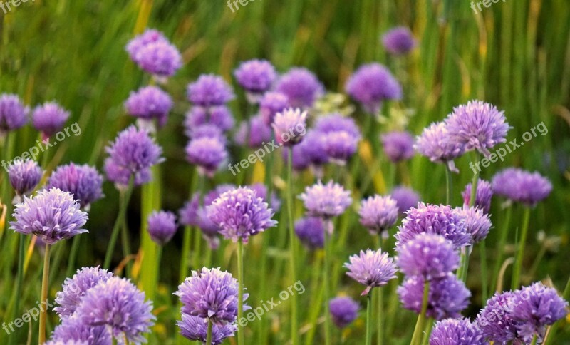 Chives Blossom Bloom Purple Nature