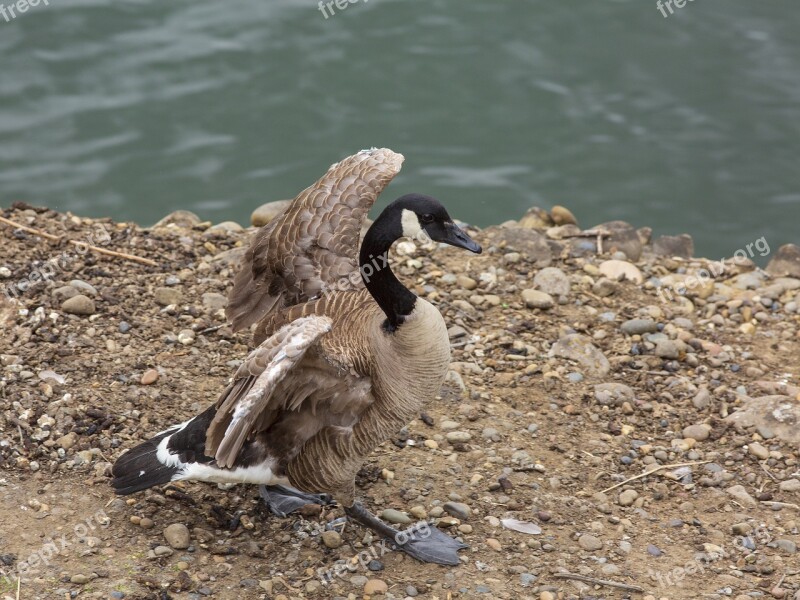 Duck Bird Animal Plumage Water