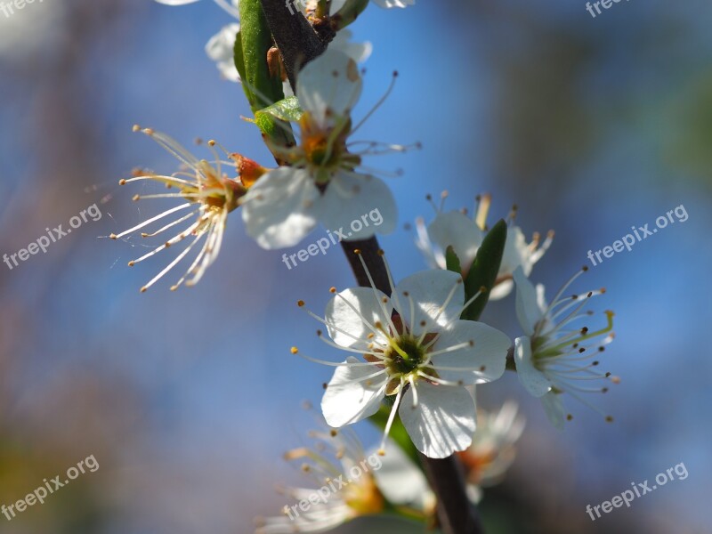 Hawthorn Spring Bush Branch Bloom