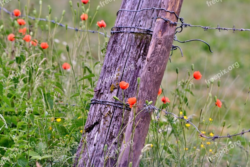 Poppies Fencing Barbed Wire Nature Grass