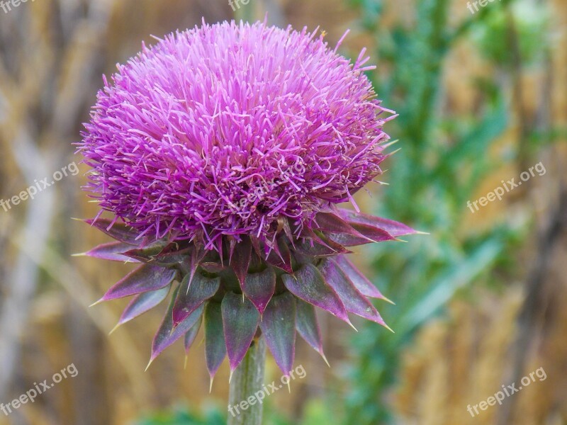 Thistle Purple Flower Nature Outdoors