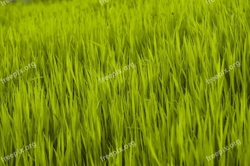 Grass Green Nature Spring Meadow