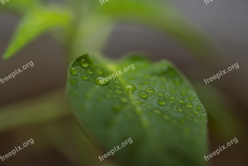 Habanero Pepper Leaf Rain Drop