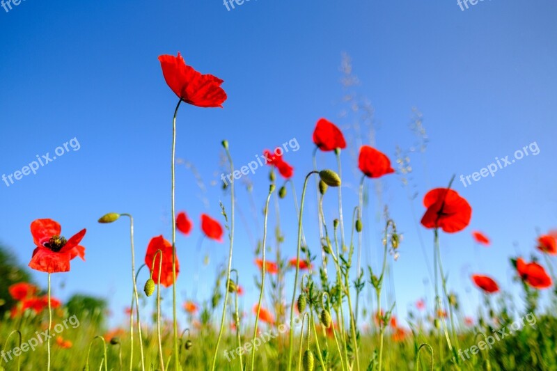 Poppy Flower Blossom Bloom Poppy Flower