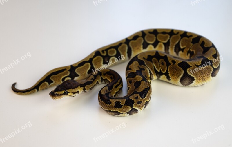 Ball Python Snake Reptile Python Free Photos