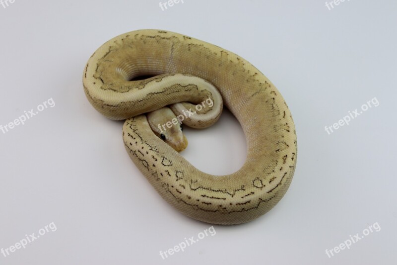 Ball Python Snake Reptile Python Free Photos