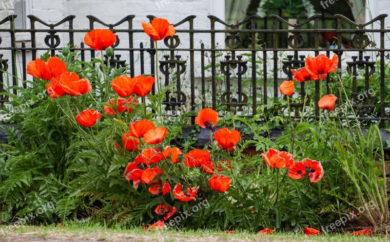 Poppies Poppy Remembrance Nature Red