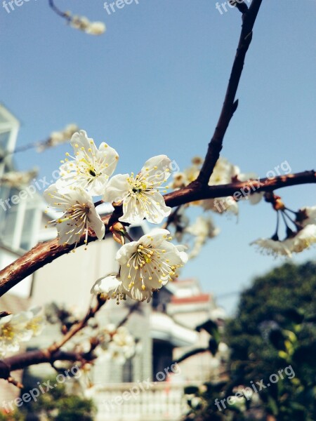 Cherry Blossom Flower Branch Free Photos