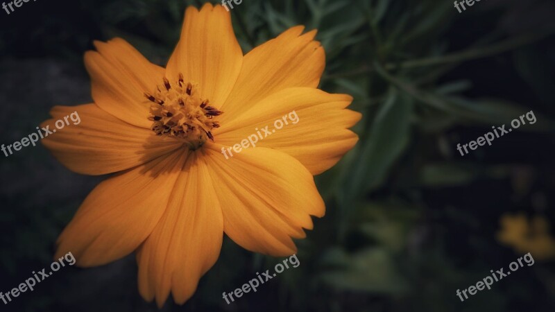 Flower Orange Nature Plant Yellow