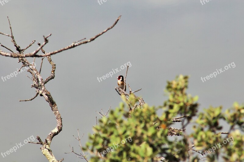 River Bird Goldfinch Free Photos