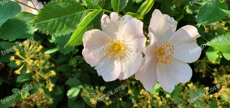 Rose Wild Flower Nature Closeup