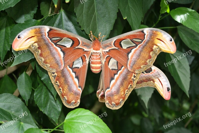 Atlas Moth Butterfly Insect Close Up Free Photos