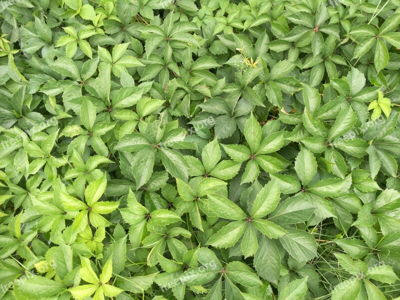 Common Wild Grapes Garden Nature Foliage