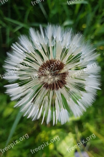 Dandelion Seeds Summer Nature Flower