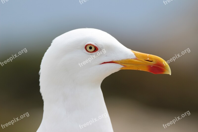 Gull Bird Seagull Nature Seemoeve