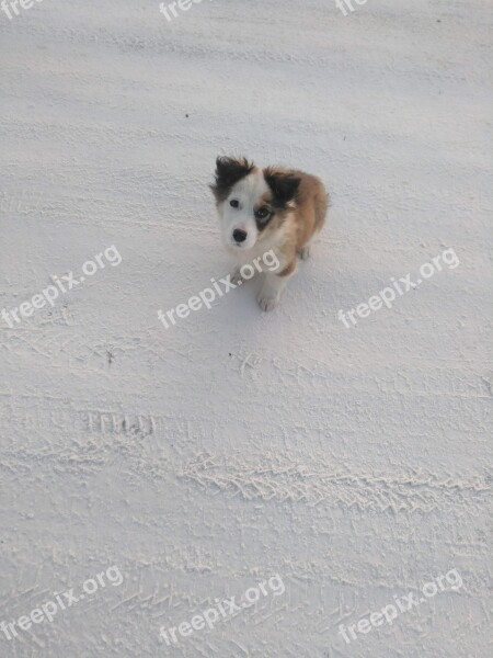 Dog Winter Puppy Snow Free Photos