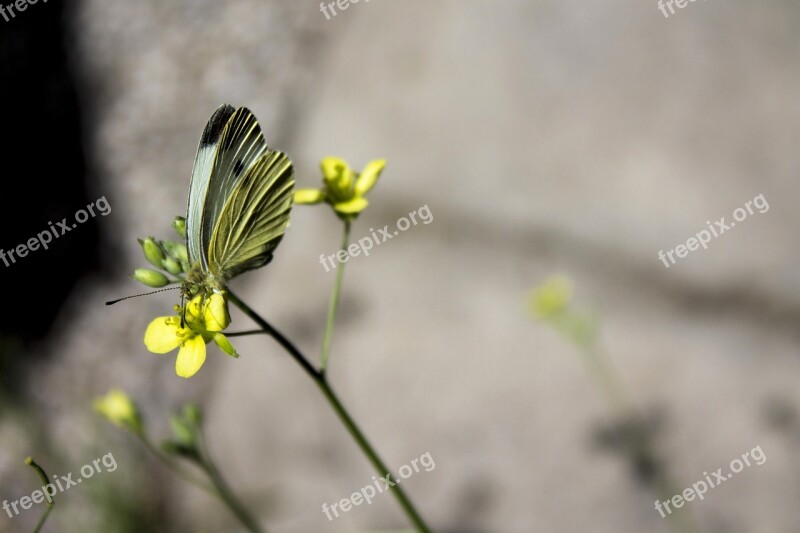 Butterfly Yellow Insect Nature Flowers