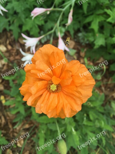 Orange Bloom Flower Nature Plant